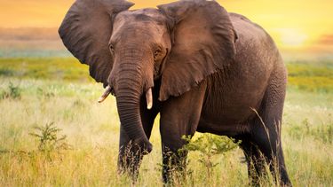 Sitio Andino | Elefante