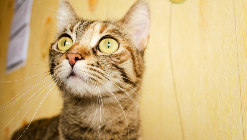 Mascota: el sorprendente color que ven los gatos según la ciencia (y por qué no ven el rojo)