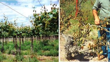 Heladas en Valle de Uco y Seguro Agrícola, temas importantes para la producción.