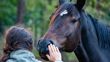 Advierten que la encefalomielitis equina es asintomática en humanos.