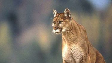 Sitio Andino | Puma