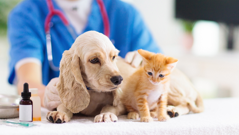 Controles veterinarios: clave para prolongar la vida de tus mascotas