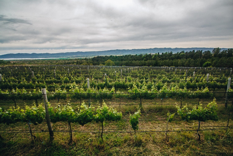 El  enoturismo se expande en Argentina y Córdoba ya ocupa el segundo lugar en bodegas abiertas a los visitantes.