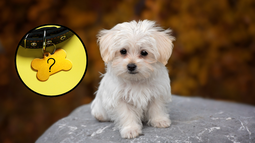 Nombres de perro que fueron populares y ya no son originales