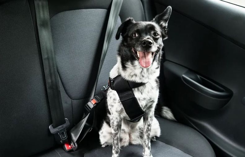 Mascotas seguras en los viajes (Foto Gentileza).