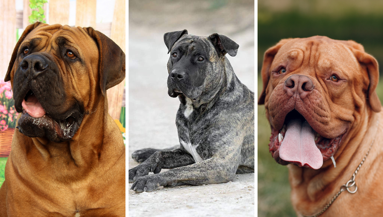 Mast&iacute;n italiano, presa canario y dogo de Burdeos, las tres razas que encabezan la lista de los perros con la esperanza de vida m&aacute;s baja