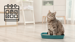 Ni cada día ni cada un mes: ¿cada cuánto cambiar el arenero del gato?