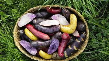 Papas andinas en Mendoza, la innovación del INTA para un cultivo con sabor y valor nutricional Papas andinas en Mendoza, la innovación del INTA para un cultivo con sabor y valor nutricional