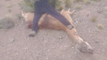 Sitio Andino | guanaco policía rural.jpeg