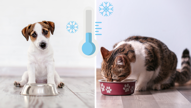 Sitio Andino | alimentación de invierno, mascotas.png