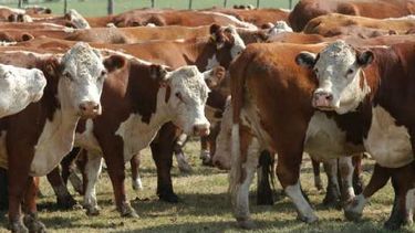 Buscan mejorar la situación de productores ganaderos