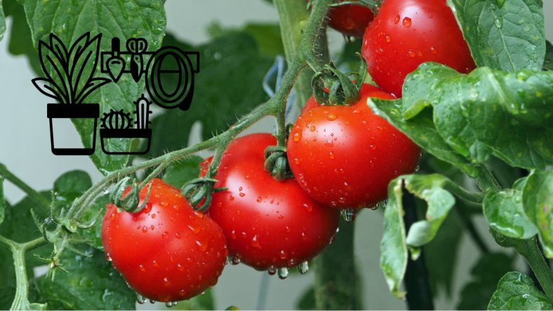 Cómo sembrar una planta de tomate y elegir el mejor lugar sin fallar