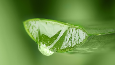 Los seis beneficios del aloe vera que no conocías. Los seis beneficios del aloe vera que no conocías.