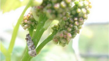 Sitio Andino | Larva5 resize