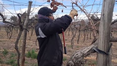 En Valle de Uco se retrasan las tareas de poda, por falta de mano de obra
