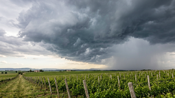 Un Súper Niño amenaza al agro mendocino con tormentas más violentas y granizo