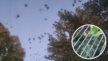 Invasión de aves en Ciudad: tordos generan problemas sanitarios en pleno microcentro