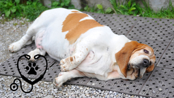 Científicos advierten: ni la raza ni la cantidad de comida explican por sí solo la obesidad en los perros