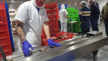 El Fondo para la Transformación promueve inversiones subsidiando tasas financieras