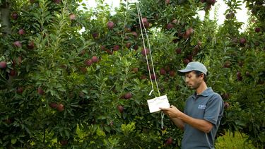 Senasa actualizó el régimen de cuarentena para material vegetal importado Senasa actualizó el régimen de cuarentena para material vegetal importado