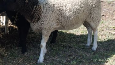Millonario robo de ganado en una finca de San Carlos.&nbsp;