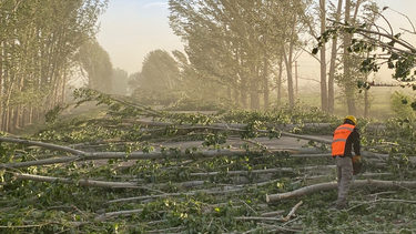 San Carlos: caída masiva de árboles impide la circulación por Ruta 40