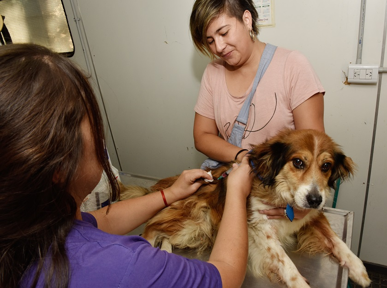 Charlas sobre el bienestar de tu mascota en Ciudad.