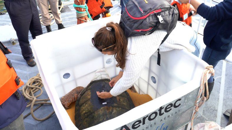 El tortugo Jorge está en camino a su liberación en su habitat natural