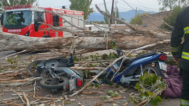 Como consecuencia de la caída del árbol, el conductor perdió la vida en el lugar.