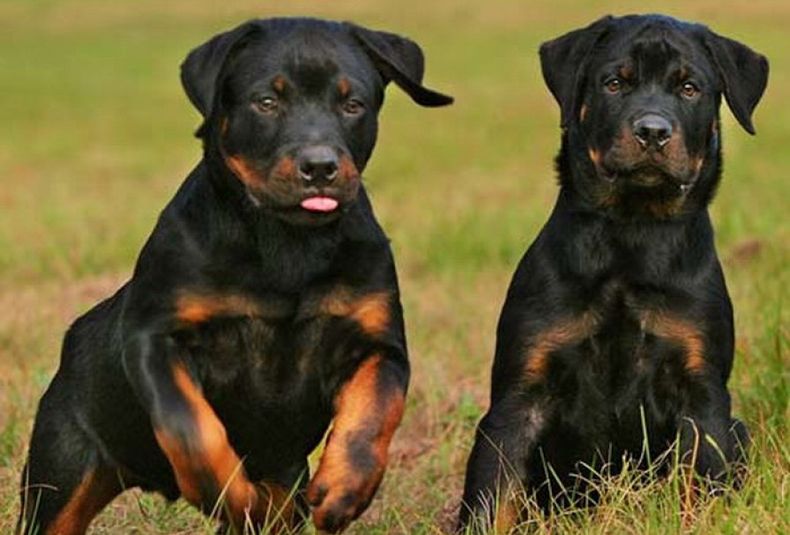 son rottweilers tranquilos