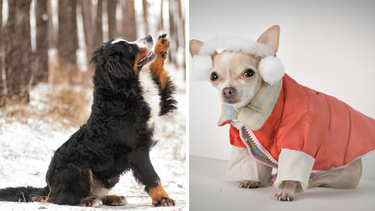 Sitio Andino | perro, invierno, frío, mascota.png