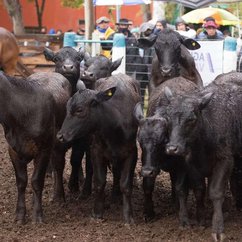 Se vienen las Jornadas Técnicas Agropecuarias de la Fiesta&nbsp;Nacional de la Ganadería de Zonas Áridas.