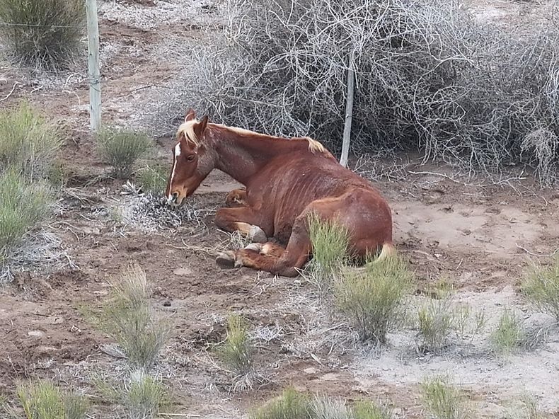 Uno de los caballos sustraídos.