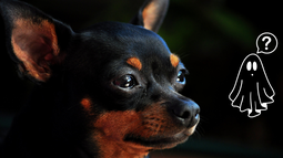 Qué perciben los perros que los humanos no: mito y ciencia