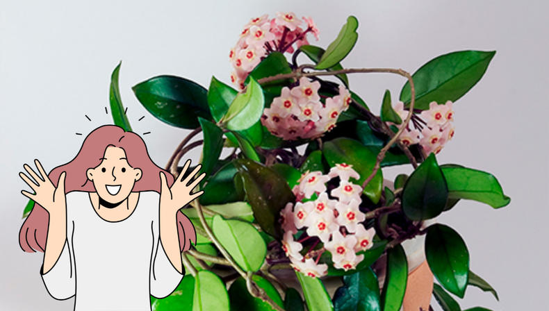 Esta planta, aunque exótica, es apta para jardineros de todos los niveles