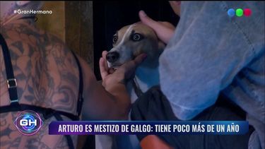 Gran Hermano: cómo entró Arturo, el perro rescatado a la casa.
