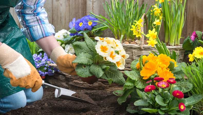 Aplicá este truco de jardinería en tu jardín y verás el color y la vitalidad que adquieren tus plantas