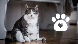 Mascota: cómo saber si tu gato tiene sobrepeso y qué hacer para cuidarlo