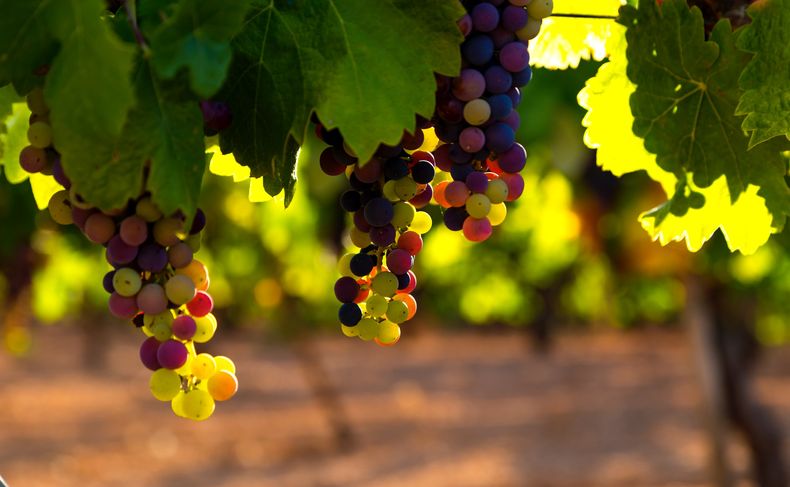 Qué es el envero y por qué es clave para la calidad del vino y del aceite de oliva en Mendoza
