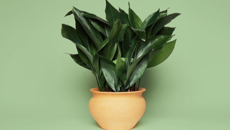 Jardinería en invierno: la planta de interior que resiste el frío de manera estoica y pocos conocen