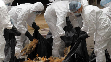 china confirmo el primer caso de gripe aviar h3n8 en seres humanos