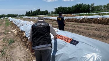 san carlos: afip decomiso 891 toneladas de ajo