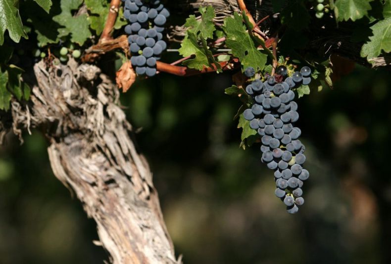 Qué lugar ocupa el cabernet sauvignon en la vitivinicultura nacional y cuál es su rol en la mendocina