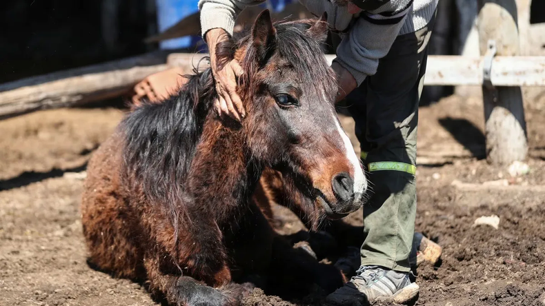 Encefalomielitis equinas: en caballos los síntomas son visibles.