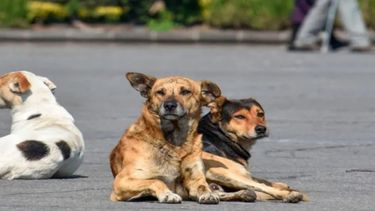 Sitio Andino | Perros