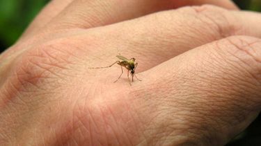 Truco casero para ahuyentar a los mosquitos: no falla.