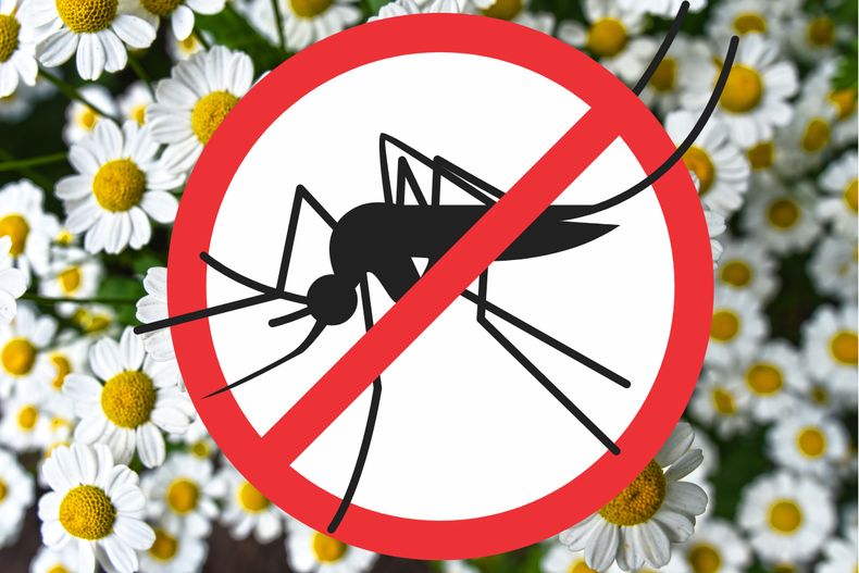 Jardinería: la sorprendente hierba medicinal que alivia las picaduras de mosquitos