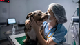 tunuyan acerca servicios veterinarios gratuitos a los vecinos del barrio uefa tunuyan acerca servicios veterinarios gratuitos a los vecinos del barrio uefa