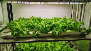 El INTA Mendoza probó agricultura vertical y destacó su potencial productivo