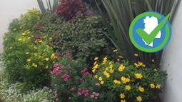 Plantas de exterior fáciles de cuidar para embellecer tu jardín